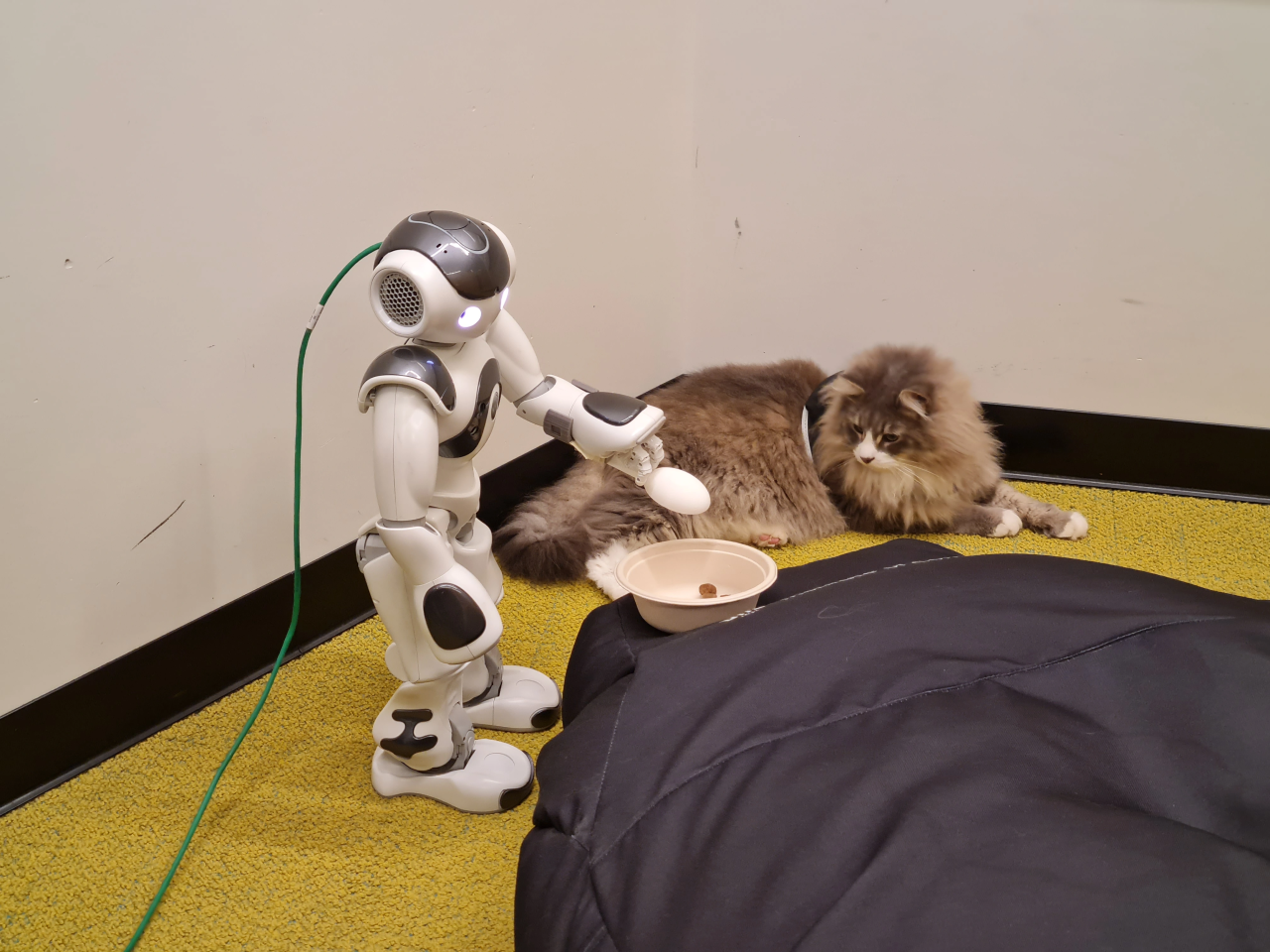 tilk-the-cat_nao